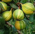 Extra Rare Schweizer Hosen Pear Cuttings - 5 Rooting Cuttings for Grafting (Pyrus communis)