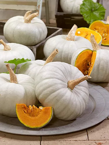 White Prince Pumpkin Seeds - Fresh Organic Seeds for Planting - Cucurbita pepo