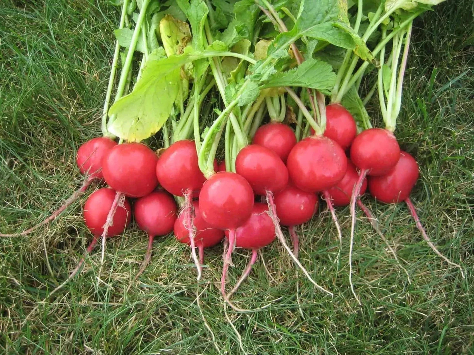 Champion Radish Seeds - 100+ Heirloom Organic Non-GMO - Fresh Radish Seeds - Raphanus sativus