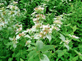 Mountain Mint Seeds - 500+ Pack - Native Wildflower Edible Herb - Drought Tolerant for Poor Soils and Shade