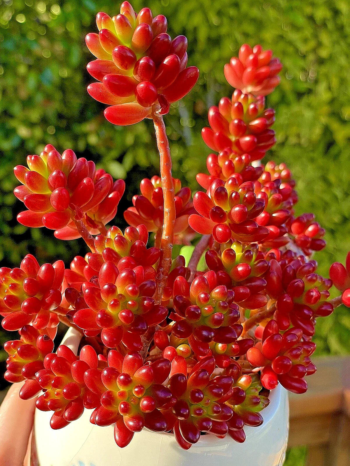 Sedum Rubrotinctum Jelly Bean Cutting - Rare Unrooted Healthy Succulent Plant - Perfect for Indoor Gardening