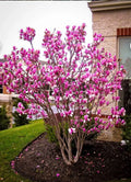 Tinkerbelle Magnolia Hybrid Tree in 1 Gallon Pot - Fragrant Blooms, Ideal for Gardens and Landscapes (Magnolia x soulangeana)