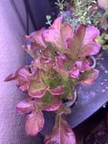 Red Salad Bowl Lettuce Seeds - 100 Non-GMO Organic Vegetable Seeds - Lactuca sativa