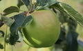Grenadier Apple Seeds - 25+ Seeds for Garden Planting - Malus domestica - USA Grown - Heirloom Variety