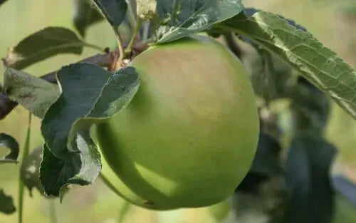 Grenadier Apple Seeds - 25+ Seeds for Garden Planting - Malus domestica - USA Grown - Heirloom Variety