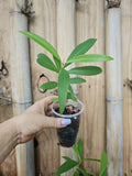 Jamun Jambul Fruit Tree - Live Plant - Syzygium cumini - Indian Wax Apple - Java Plum - Tropical Fruit Tree