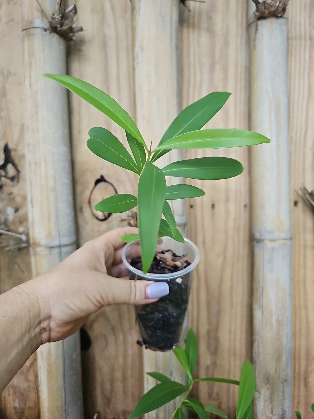 Jamun Jambul Fruit Tree - Live Plant - Syzygium cumini - Indian Wax Apple - Java Plum - Tropical Fruit Tree