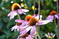Echinacea Purpurea Seeds - 400+ Purple Coneflower Perennial Medicinal Herb Seed Pack
