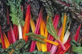 Swiss Chard Seeds - Rainbow Heirloom Variety, Non-GMO, 500 Seeds, Beta vulgaris subsp. cicla