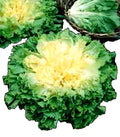 Full Heart Escarole Seeds 300+ Non-GMO Chicory Varieties - Perfect for Home Gardening and Culinary Use