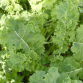Siberian Kale Seeds - Heirloom Non-GMO Garden Vegetable Greens - Brassica napus