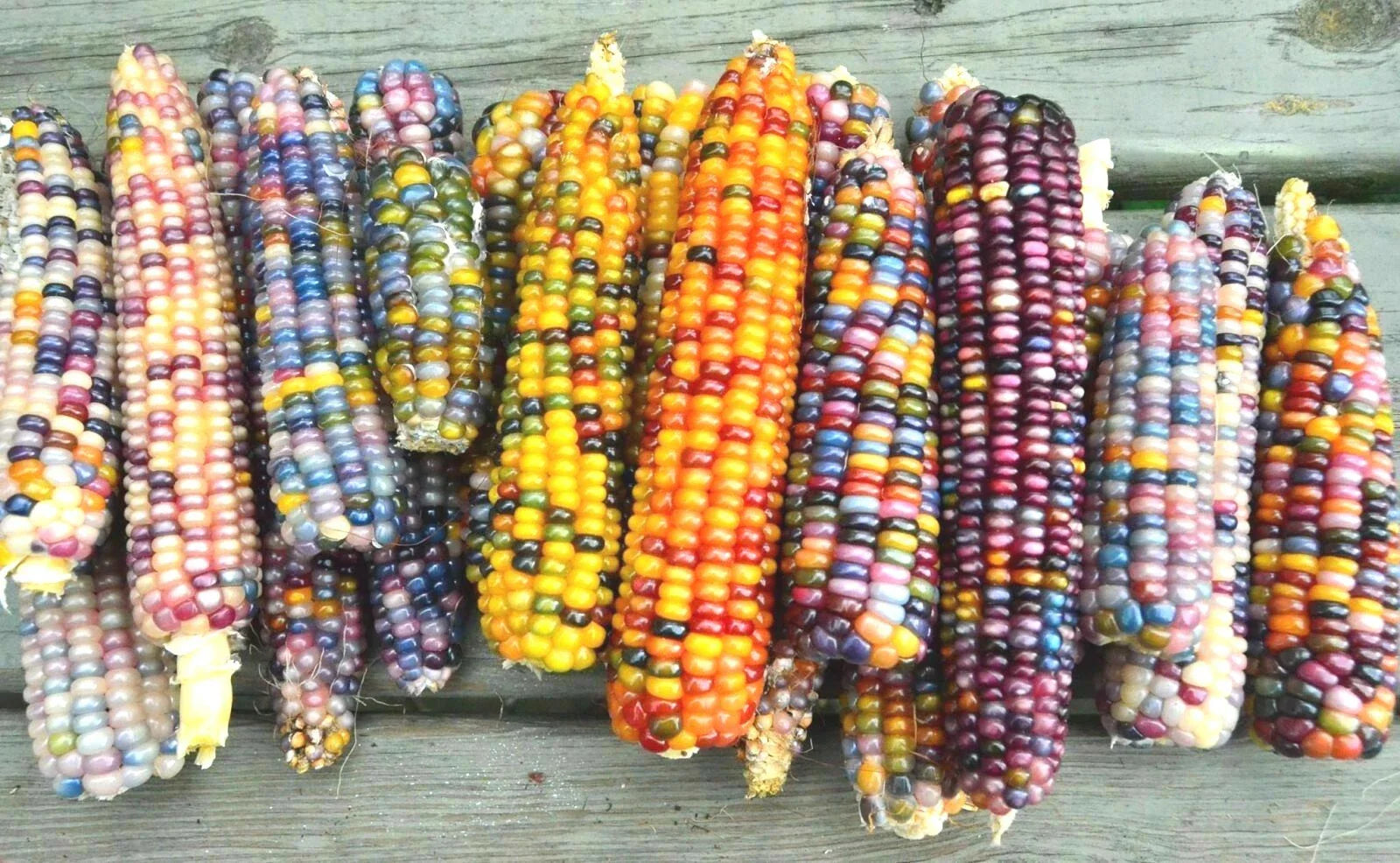 Ornamental Rainbow Indian Corn Seeds - 50+ Heirloom Seeds for Summer & Fall Garden - Zea mays