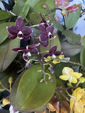 Orchid Plant in 3-Inch Pot, Phalaenopsis with Buds or Blooms, Perfect Indoor Flowering Houseplant