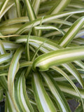 Variegated Spider Plants - Set of 2 Well-Rooted Baby Plants - Chlorophytum comosum - Indoor Houseplants for Fall Sale