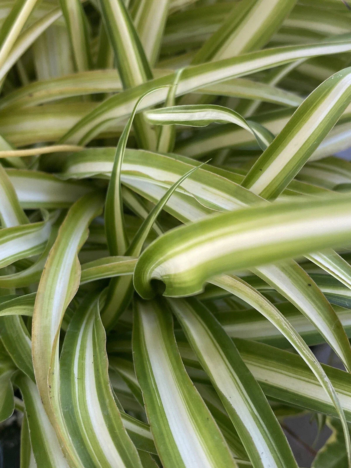 Variegated Spider Plants - Set of 2 Well-Rooted Baby Plants - Chlorophytum comosum - Indoor Houseplants for Fall Sale