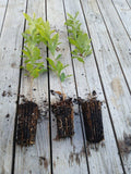 Sawtooth Oak Seedlings 3-Pack Fast-Growing Quercus acutissima Early Acorn Production Wildlife Attractant