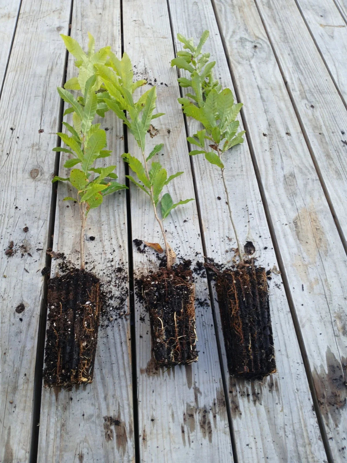 Sawtooth Oak Seedlings 3-Pack Fast-Growing Quercus acutissima Early Acorn Production Wildlife Attractant