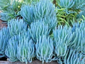 Blue Chalk Sticks Succulent Cutting - Live Drought Tolerant Indoor Outdoor Plant - Senecio serpens