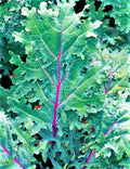 Red Russian Kale Seeds - 200+ Non-GMO Seeds - Brassica napus Var. sabellica