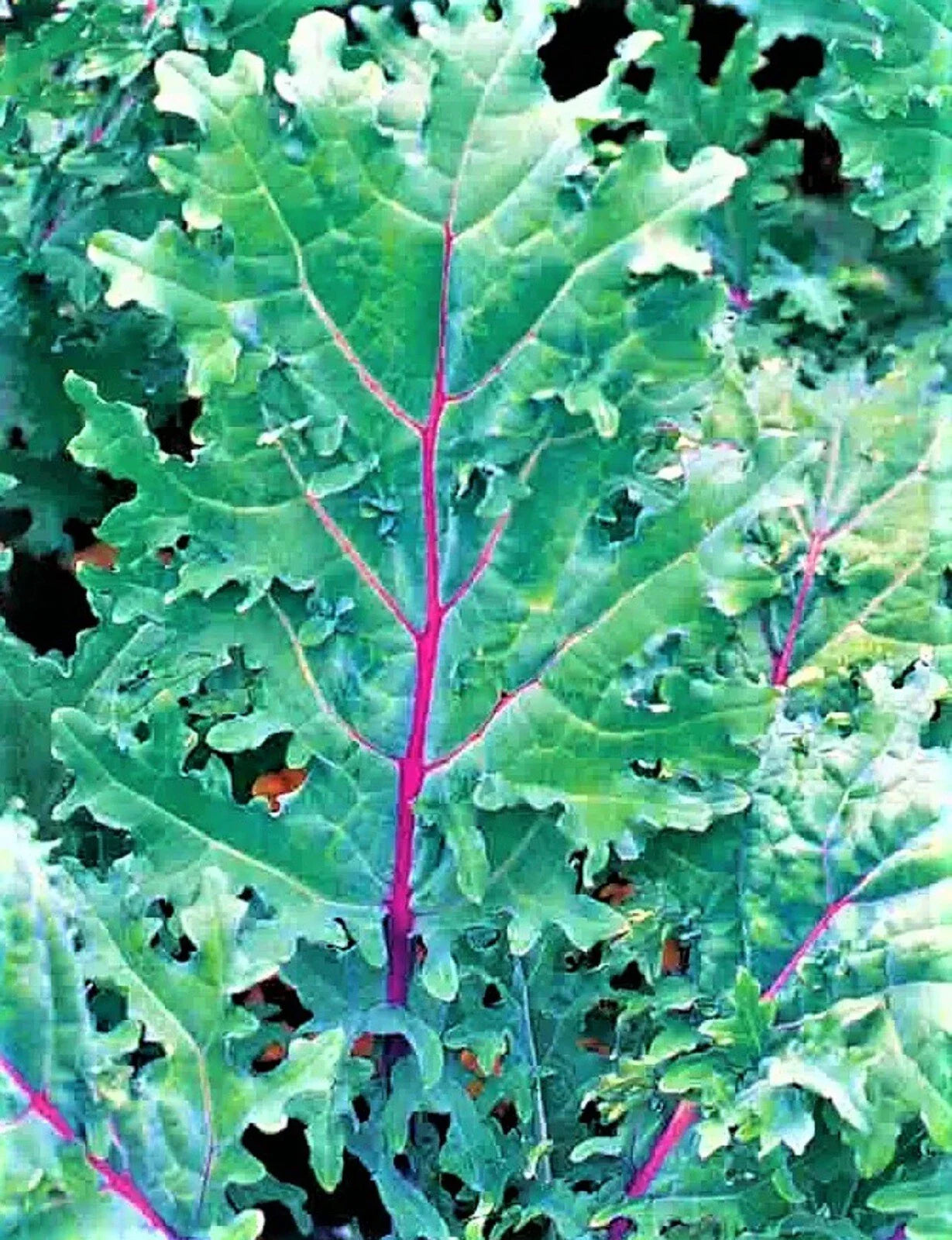 Red Russian Kale Seeds - 200+ Non-GMO Seeds - Brassica napus Var. sabellica