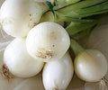Crystal White Wax Onion Seeds - 500+ Count - Garden Planting - Allium cepa - USA