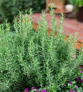 Rosemary Seeds - 50+ Culinary Perennial Herb - Evergreen Shrub for Garden & Container - Rosmarinus officinalis