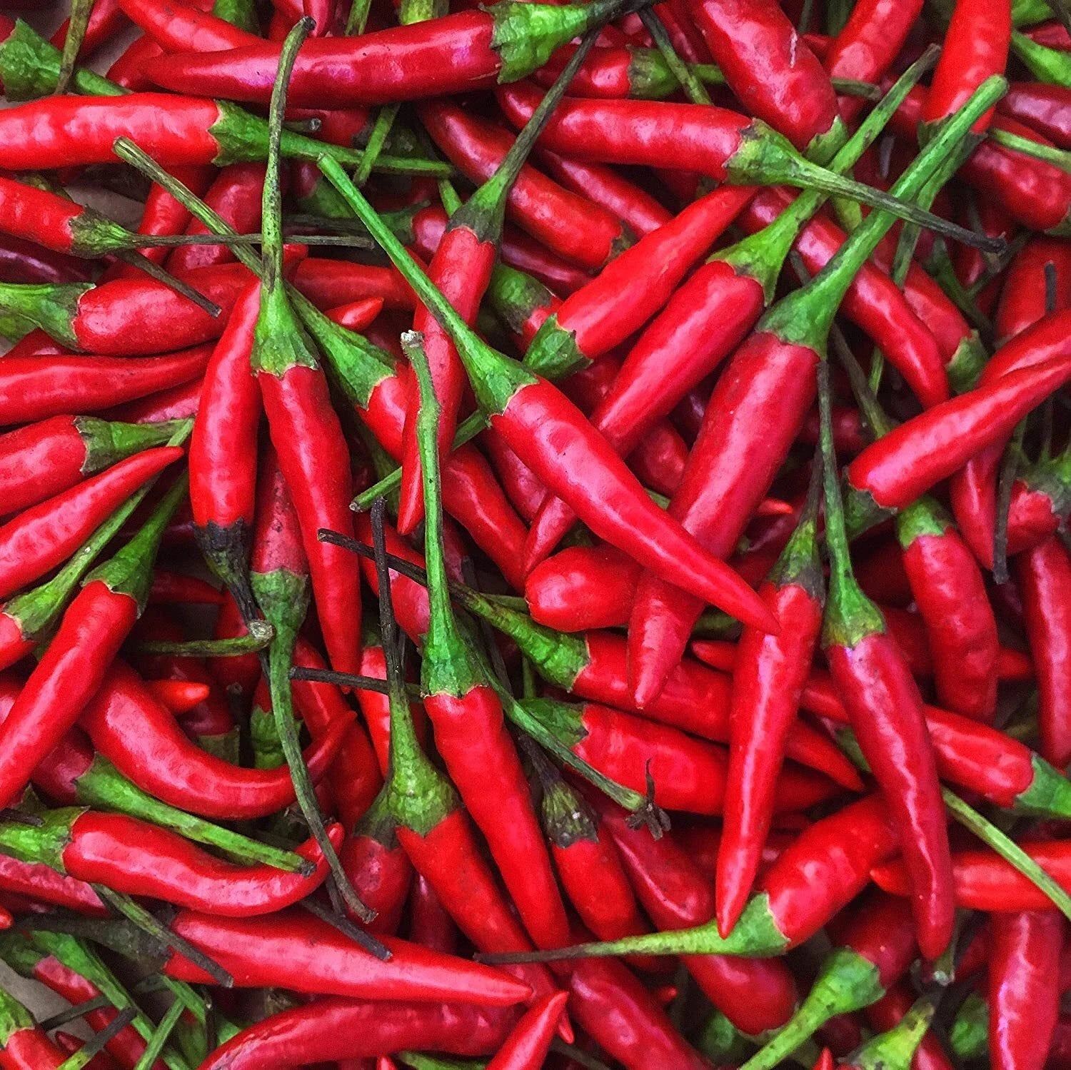 Thai Hot Pepper Seeds | Heirloom Non-GMO Variety | Capsicum annuum | Spicy Chili Seed Pack