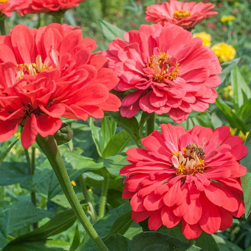 Benary Giant Coral Zinnia Seeds - 100+ Pack - Colorful Garden Flowers - Zinnia elegans - USA Grown - Free Shipping