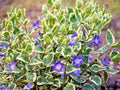 Variegated Vinca Vine Ground Cover Plants 12" - Live Perennial Plants (Vinca minor) - 4 Pack
