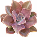 4-Inch Graptoveria Dusty Fred Ives Succulent, Rare Live Plant, Easy Care Houseplant, Perfect for Indoor Gardening