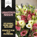 Lisianthus Seeds - 100 Non-GMO Heirloom Flower Seeds - Garden Bloom Variety (Eustoma grandiflorum)