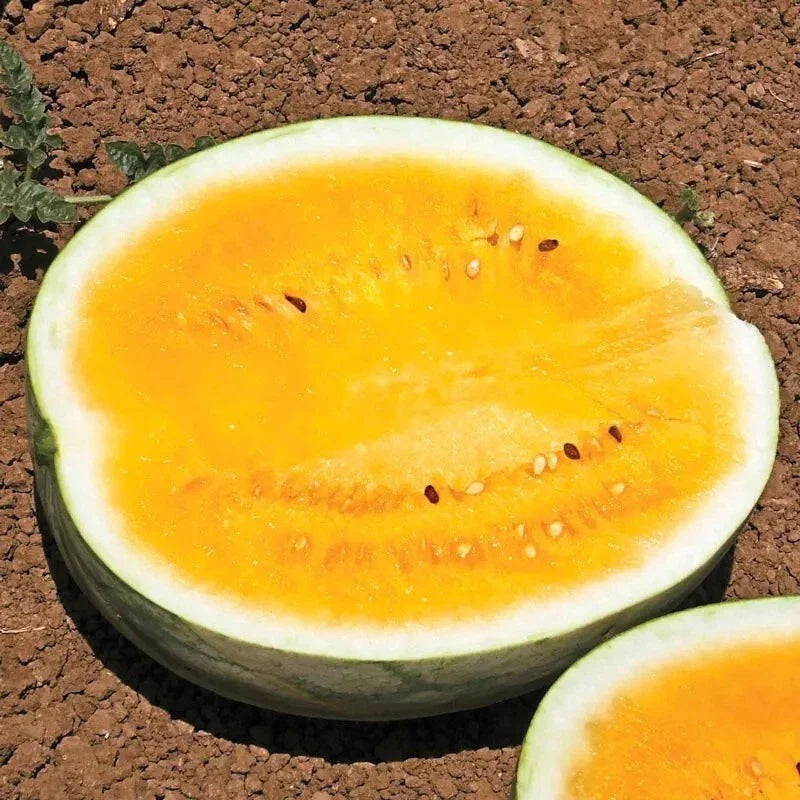 50 Orange Krush Watermelon Seeds - Heirloom, Non-GMO, Fresh, Rare - Citrullus lanatus