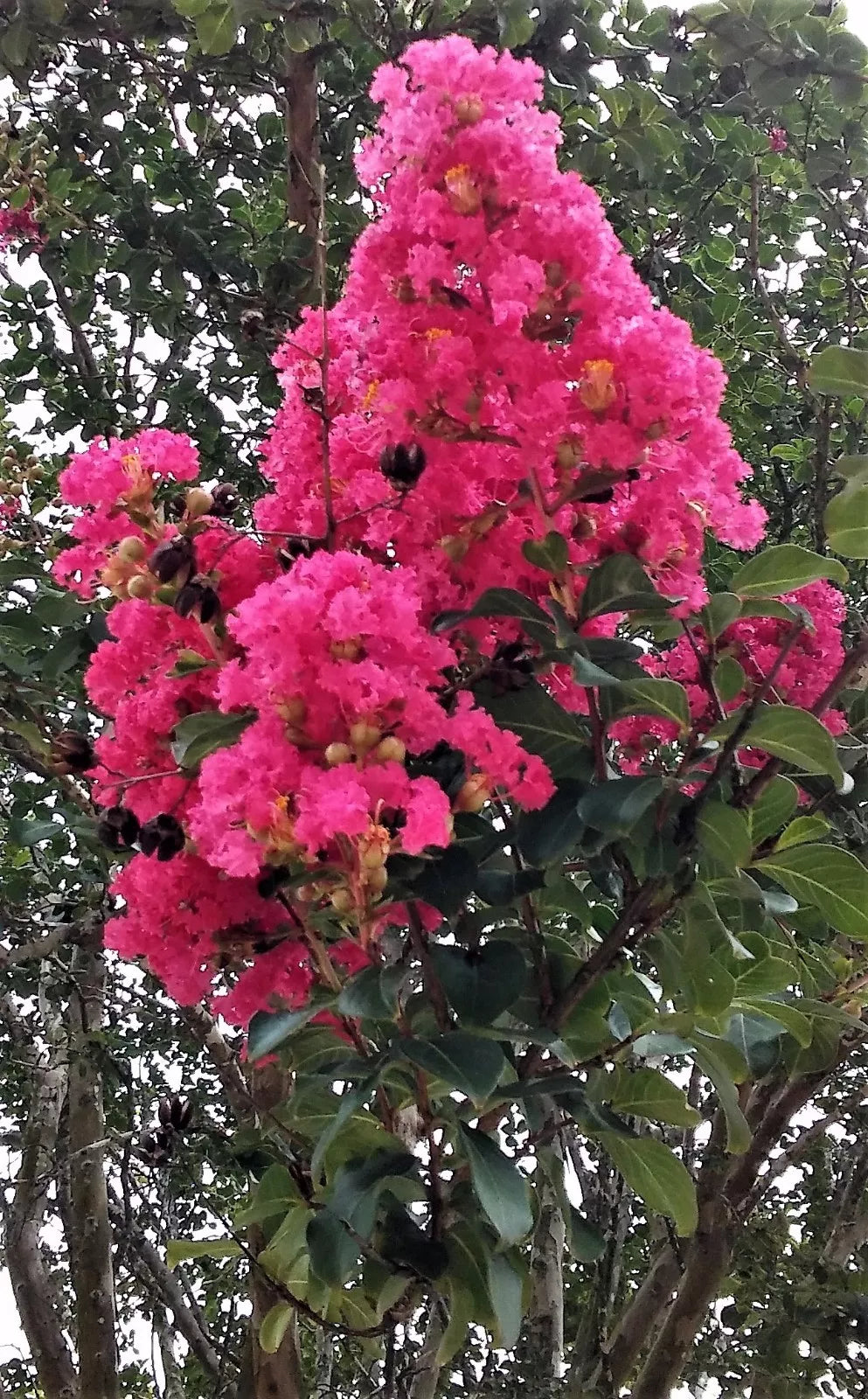 Hot Pink Crepe Myrtle Trees 6" Rooted Cuttings Lagerstroemia Indica Fast Growing Flowering Bushes