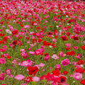 Shirley Mixed Red & Pink Poppy Seeds - 200+ Pack - Papaver rhoeas - USA Grown, Garden Ready, Free Shipping