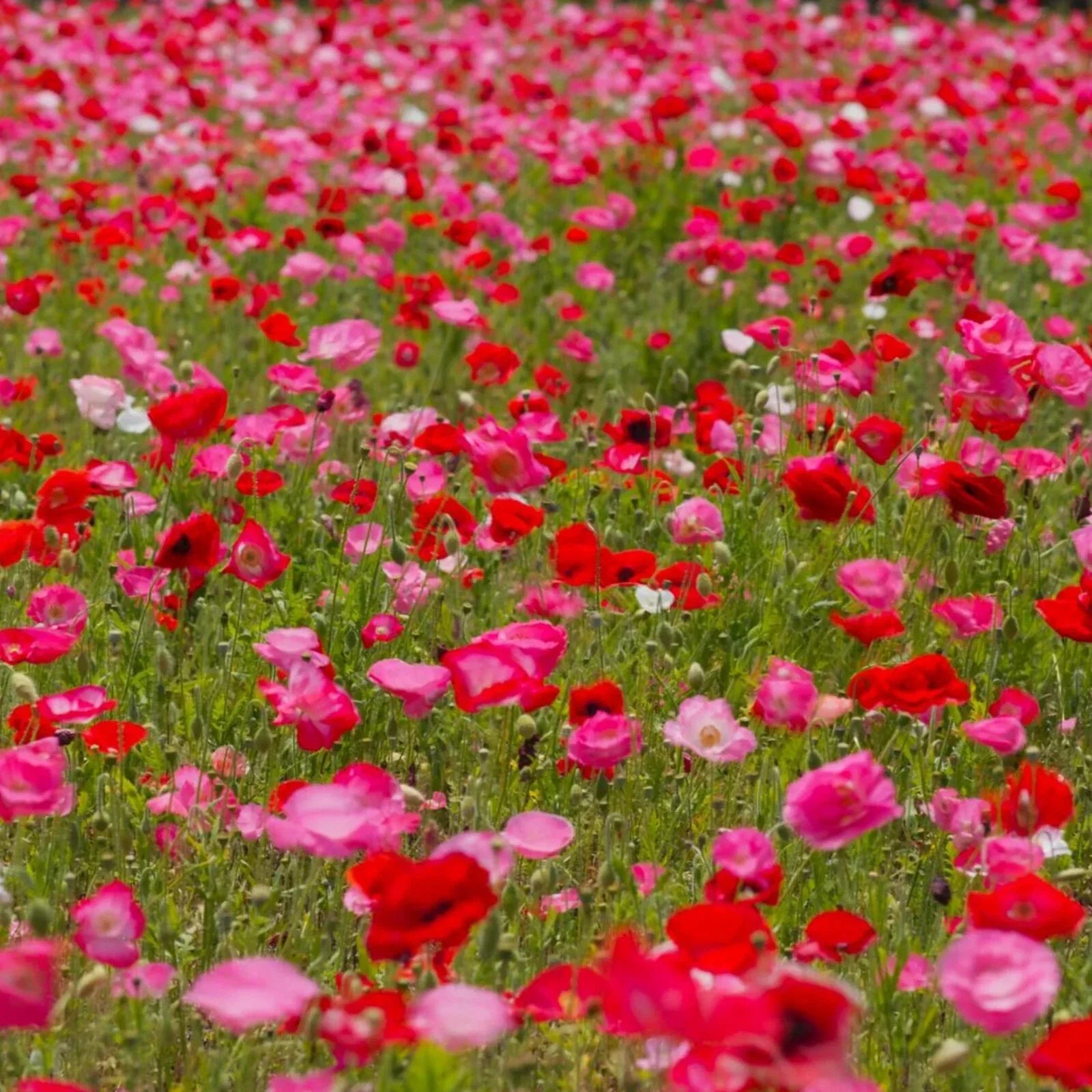 Shirley Mixed Red & Pink Poppy Seeds - 200+ Pack - Papaver rhoeas - USA Grown, Garden Ready, Free Shipping