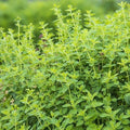 Oregano Herb Seeds - 10 Fresh Seeds for Planting - Origanum vulgare - Free USA Shipping