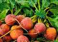 Golden Detroit Beet Seeds - 100 Count Packet - Round Golden Yellow - Beta vulgaris