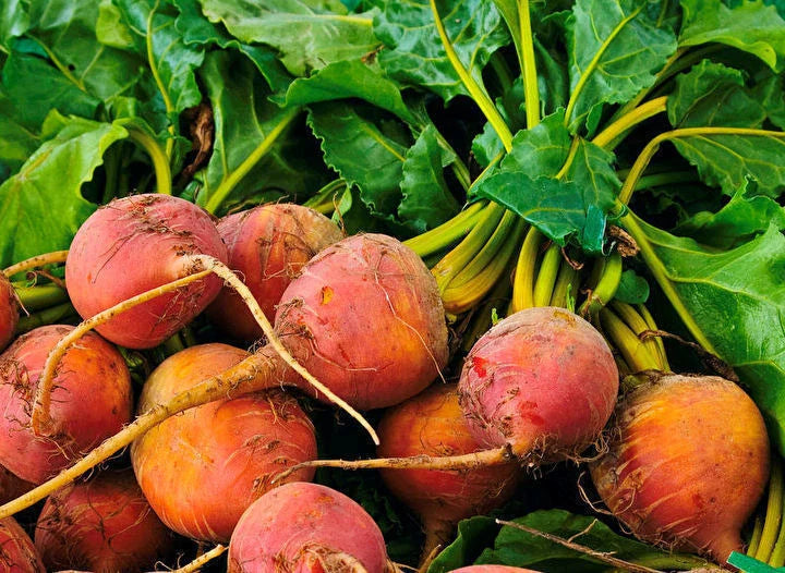 Golden Detroit Beet Seeds - 100 Count Packet - Round Golden Yellow - Beta vulgaris