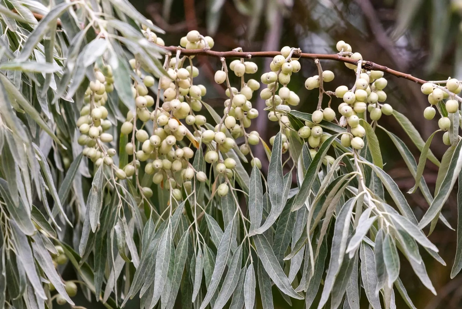 American Silverberry Seeds for Planting, 5 Rare Seeds, Elaeagnus commutata, Hardy Shrub for Garden and Landscaping