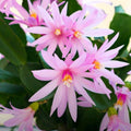 Pink Easter Cactus Cuttings - 3 Fresh Cuttings - Spring Variety - Hatiora gaertneri
