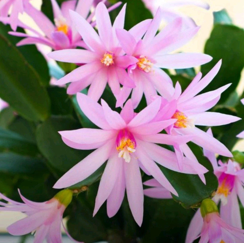 Pink Easter Cactus Cuttings - 3 Fresh Cuttings - Spring Variety - Hatiora gaertneri