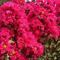 Crape Myrtle Cuttings 8 Heirloom Deep Rich Pink Lagerstroemia indica