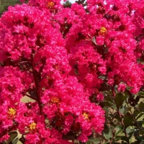 Crape Myrtle Cuttings 8 Heirloom Deep Rich Pink Lagerstroemia indica