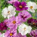 Cosmos Seeds - 200+ Psyche Mix Flower Seeds for Garden Planting - Cosmos bipinnatus - USA