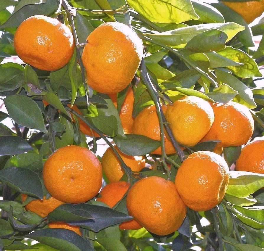 Satsuma Mandarin Orange Tree 3-6" Seedling Citrus Reticulata Live Plant Edible Landscaping