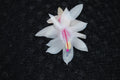 Christmas Cactus Starter Plant - Snow Fire - Schlumbergera Truncata