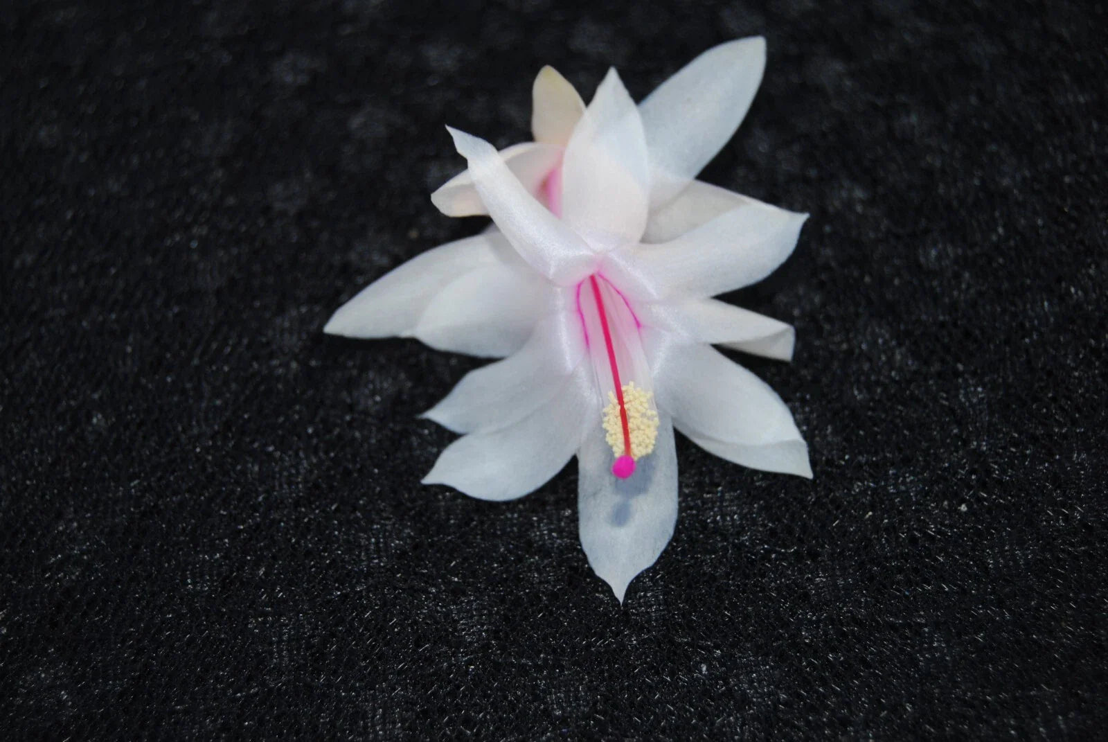 Christmas Cactus Starter Plant - Snow Fire - Schlumbergera Truncata