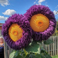 Giant Teddy Bear Sunflower Seeds - 50pcs Purple-Yellow - Helianthus annuus
