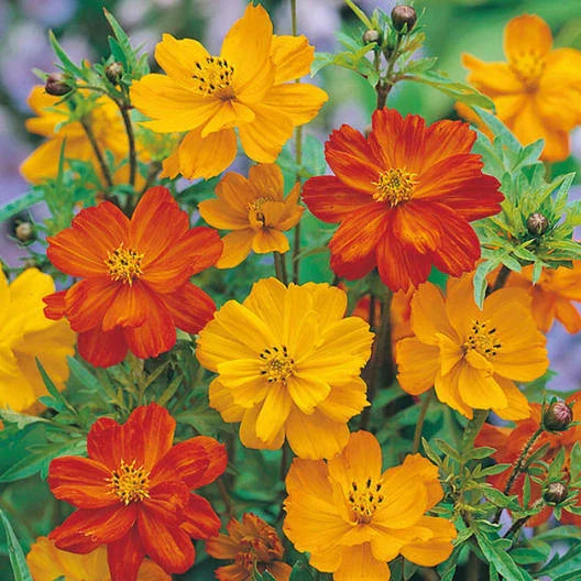 Cosmos Seeds POLIDOR Mix Citrus Shades - Non-GMO Flower Seeds (100 Seeds) - Mother Nature's Seeds