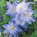 Light Blue Clematis Seeds - 25 Perennial Flower Seeds - Clematis spp. - US Seller